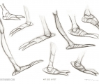 010_Ant-Legs-&-Feet-Profiles