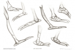 010_Ant-Legs-&-Feet-Profiles