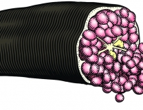 Finger-lime-COL_02